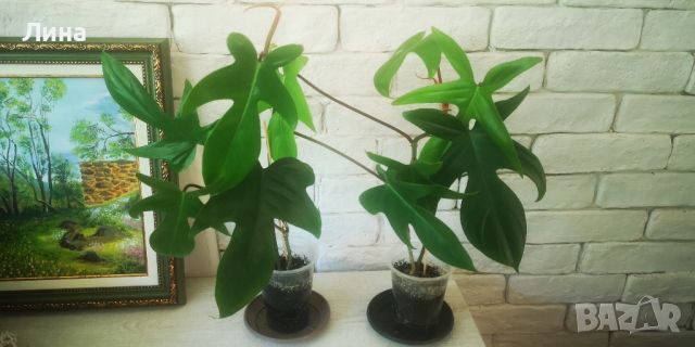 Филодендрон педатум/Philodendron pedatum /, снимка 2 - Стайни растения - 46050064