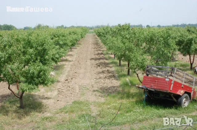 Отдавам под наем овощна градина, снимка 1 - Земеделска земя - 48779937