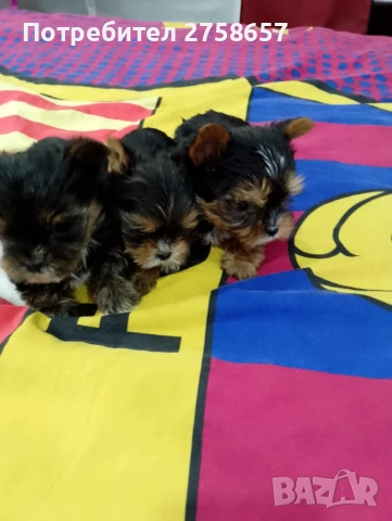 Йоркширски териер