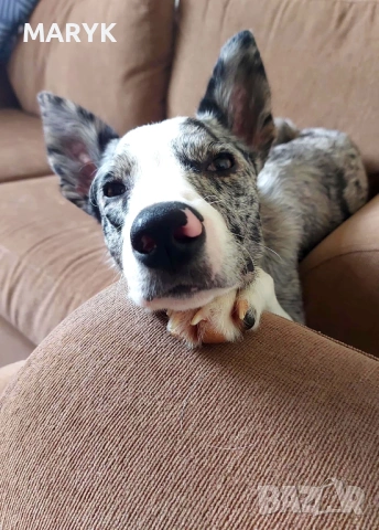 Прекрасни кученца Бордър Коли – търсят своите нови грижовни стопани, снимка 3 - Коли - 53978228