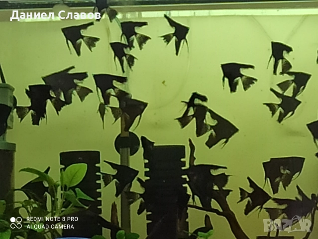 Черни воални скаларии , снимка 3 - Рибки - 52035182