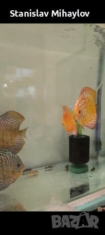 Дискуси Чифтове, снимка 3 - Рибки - 54285996