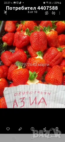 Расзад ягоди и малини , снимка 6 - Разсади - 49392303