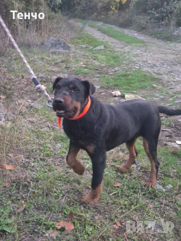 Ягдтериер за разплод, снимка 4 - Ягдтериер - 51474448