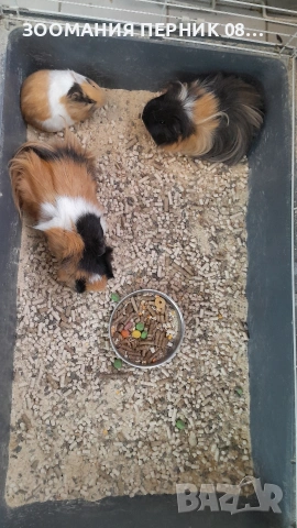 морски свинчета 