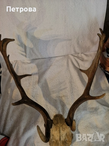 големи рога от елен - лопатар, снимка 3 - Други ценни предмети - 53889601