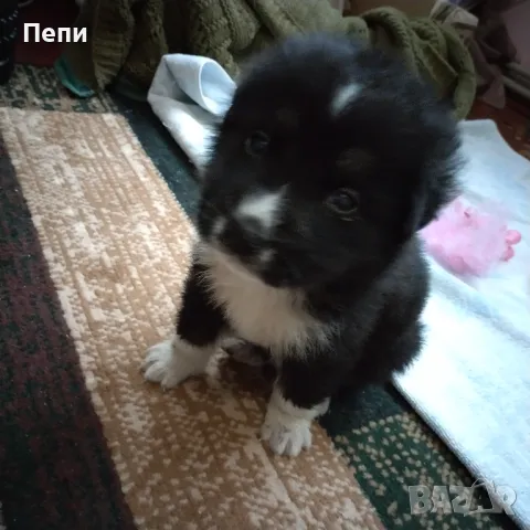 Adopted a dog.намерени2 мъжки кученца в тоалетна шахта, снимка 1 - Други - 48283505