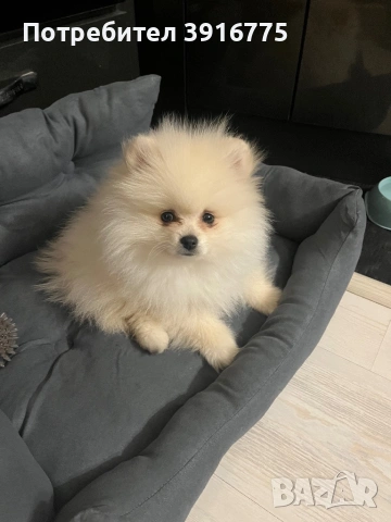 Померан 4-месеца, снимка 12 - Померан - 53490971
