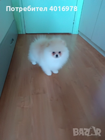 Померани Момчета с Родословие , снимка 9 - Померан - 52748219