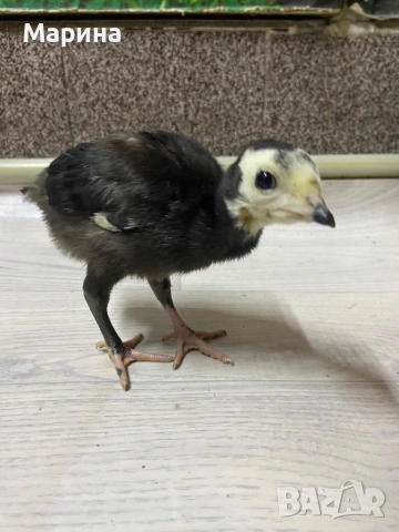 АРТИСАН, грСвищов, снимка 5 - Други животни - 53832567