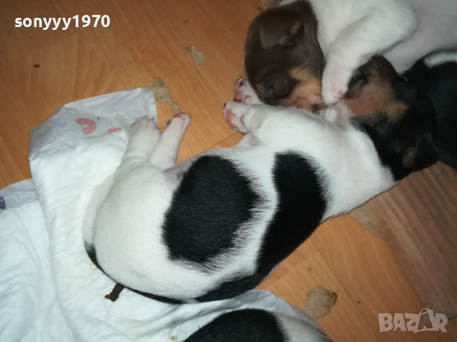 ДЖАК РЪСЕЛ БЕБЕТА-УНИКАЛНИ СЛАДУРИ 250ЛВ ЗА ЕДНО 0109251927, снимка 3 - Джак ръсел териер - 51570062