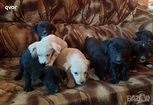 Продавам лабрадори, снимка 8 - Лабрадор ретривър - 53494683