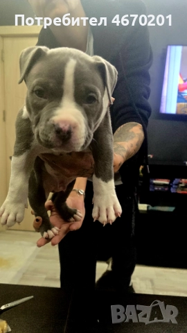 Американско Покет були, снимка 9 - Други - 52671780