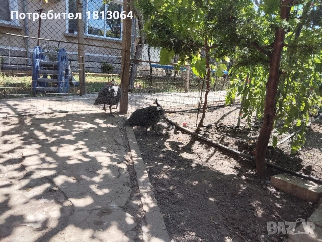 токачки , снимка 2 - Кокошки и пуйки - 50897462