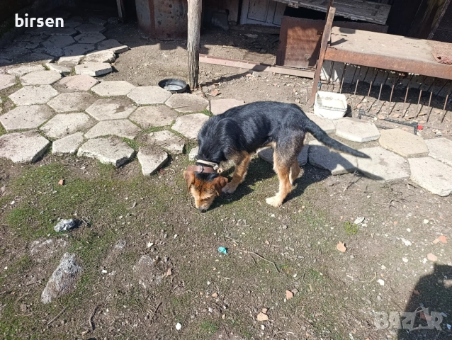  Барак женска, снимка 2 - Гонче - 53811212