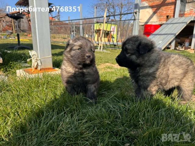 Чистокръвни шарпланинци