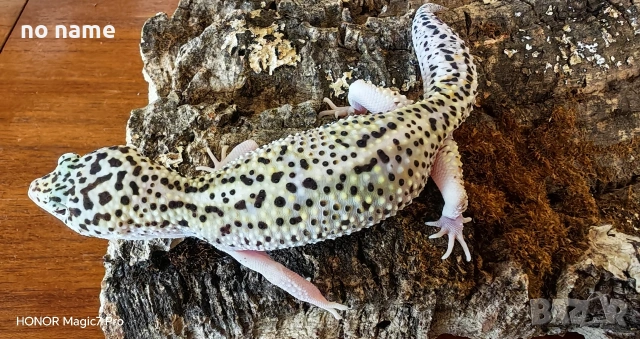 Леопардов гекон (Eublepharis macularius) , снимка 2 - Гекон - 52153005