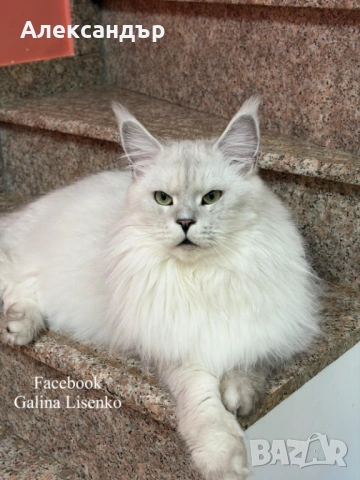 Котенца Мейн Куун с родословие, снимка 8 - Мейн кун - 53618290