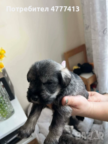 Цверг шнауцер, снимка 4 - Други - 53973681