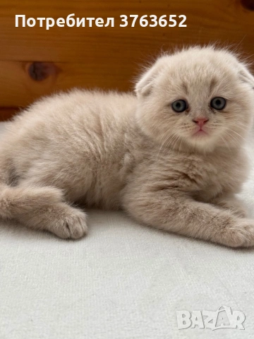 Малки топчици любов, снимка 4 - Британска късокосместа - 54056398