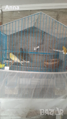 продавам канари таэи годишни 