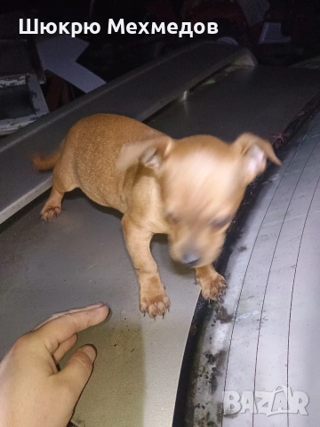 Мъжко пинчер с ваксини и паспорт, снимка 8 - Пинчер - 52649997