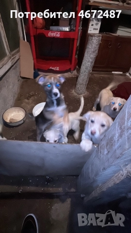 Подаряват се кученца, снимка 14 - Други - 52700983