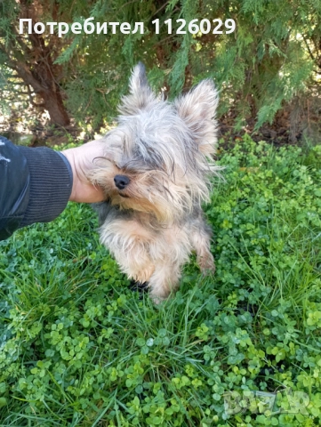 Продават се мъжки и женски йоркита , снимка 9 - Йоркширски териер - 52965005