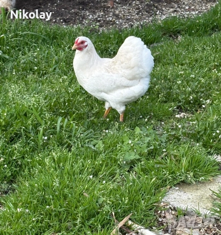 Продавам оплодени яйца, снимка 3 - други­ - 54131842