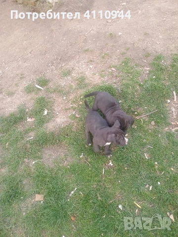 Кане Корсо продавам , снимка 5 - Други - 53699451