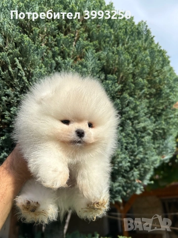 Уникално мини момче