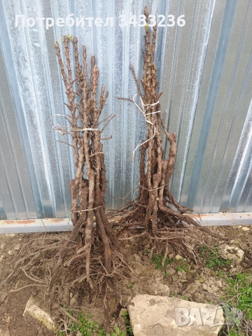 Овощен посадъчен материал 2025, снимка 5 - Разсади - 52365566