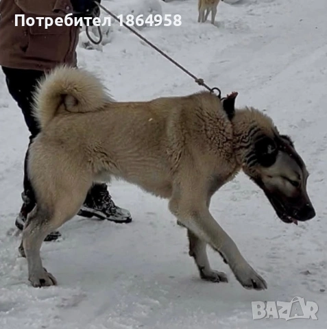ТУРСКИ КАНГАЛ Доставка , снимка 5 - Кангал - 53747632