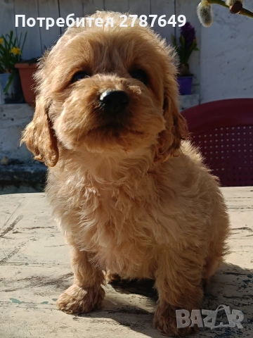 Кавапу(той пудел ,кавалер Кинг Чарлз шпаньол)