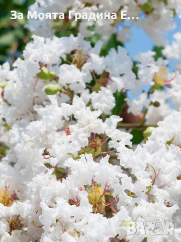 Индийски люляк - Лагерстремия , снимка 6 - Градински цветя и растения - 54032242