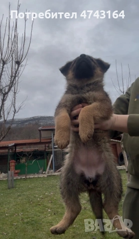 Чистокръвни Немски Овчарки, снимка 9 - Немска овчарка - 53542207
