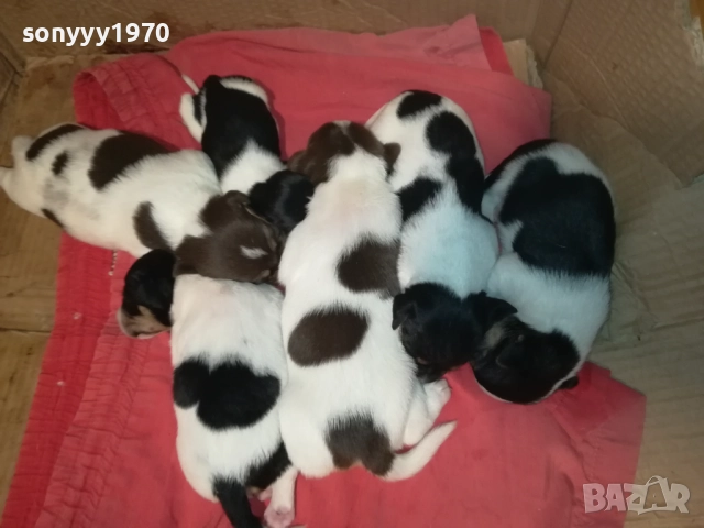 БЕБЕТА ДЖАК РЪСЕЛ 2309251834, снимка 15 - Джак ръсел териер - 51811325