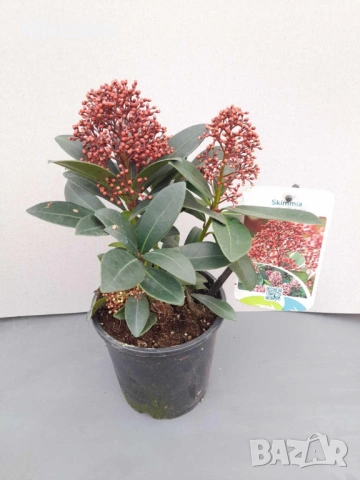 Скимия-Японски люляк, снимка 4 - Градински цветя и растения - 53878406