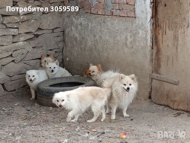 Мини шпиц млади кучета на 1, 2, 3г., снимка 1 - Померан - 46376150