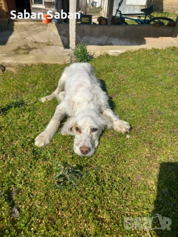 Кучето е на 5 месеца с всички ваксини и обезпаразитявания от работещи родители   , снимка 4 - Английски сетери - 53703702