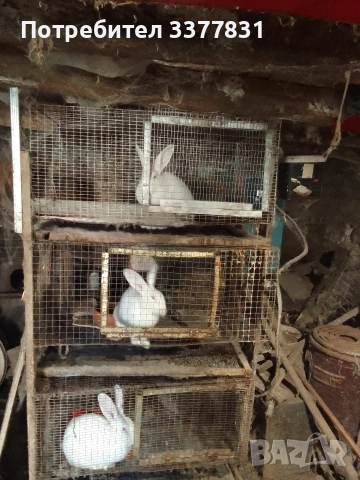 осем заека+клетки, снимка 2 - Други животни - 52956428