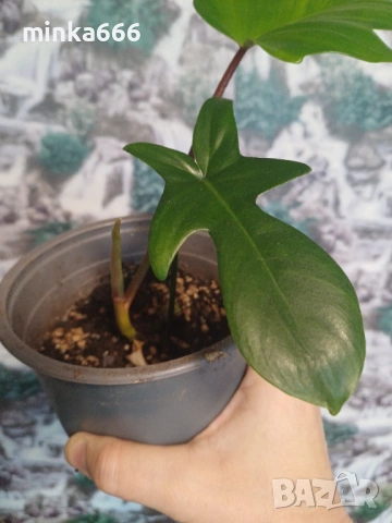 Разкошен филодендрон Флорида, снимка 4 - Стайни растения - 53231367