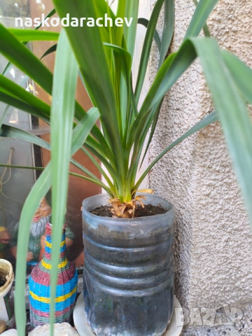 Юка - студоустойчиви големи растения в саксия 