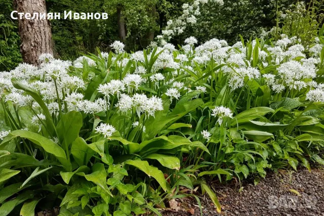 Левурда, мечи лук, див чесън (Allium ursinum) - коренище, снимка 1 - Сортови семена и луковици - 47954331