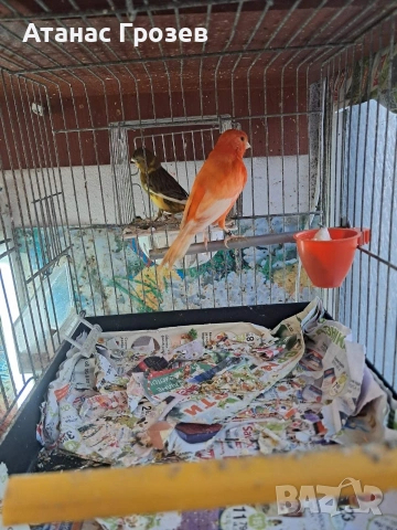 Продавам канари, снимка 2 - Канари - 53570041