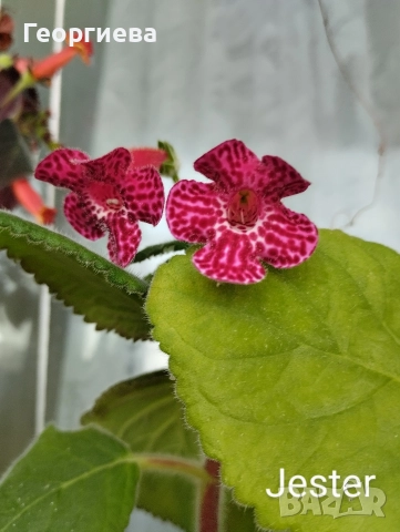 разменям ризоми от колерия, снимка 4 - Стайни растения - 52913679