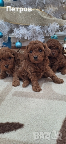 Той Пудел / Poodle Toy, снимка 3 - Пудели - 52874148