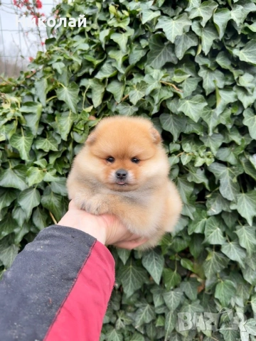 Померан мини момиче. Померанче, снимка 5 - Померан - 53971092