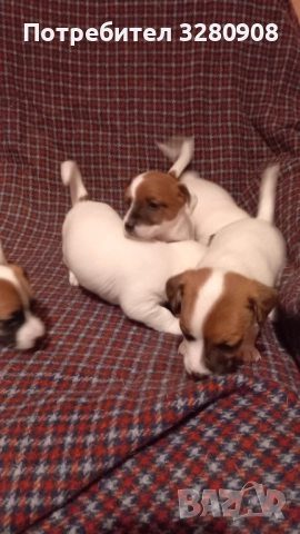 Малки кученца Джак Ръсел , снимка 8 - Джак ръсел териер - 52493307