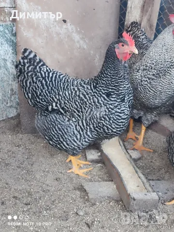 Разплодни яйца от Амрок , снимка 4 - Кокошки и пуйки - 49479016